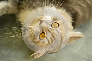 Half breed Persian cat in close up