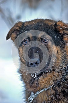 Half-breed shepherd puppy on a chain