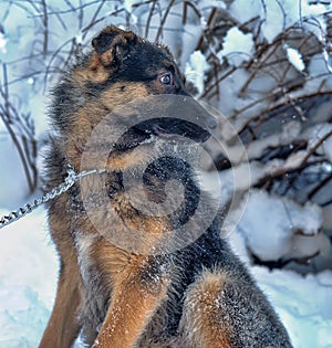 Half-breed shepherd puppy on a chain