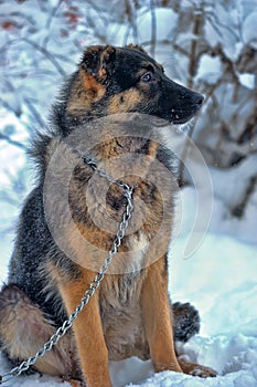 Half-breed shepherd puppy on a chain