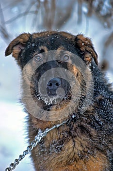 Half-breed shepherd puppy on a chain