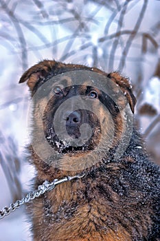 Half-breed shepherd puppy on a chain