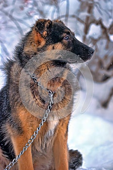 Half-breed shepherd puppy on a chain