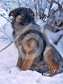 Half-breed shepherd puppy on a chain