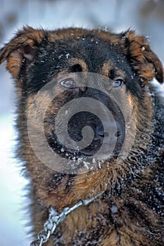 Half-breed shepherd puppy on a chain