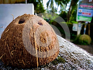 Half Coconut Shell on the wall Close-up