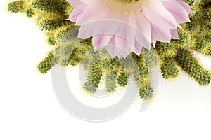 Half of cactus flower, isolated
