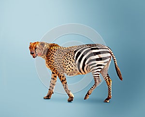 Half cheetah partially zebra predator vs herbivore photo
