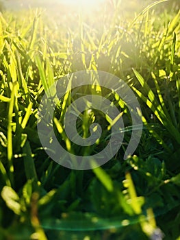 Sun glare rays grass field. photo