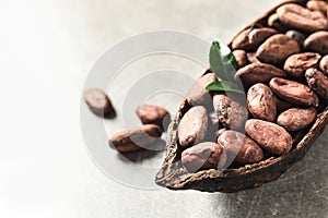 Half of cocoa pod with beans on light table. Space for text