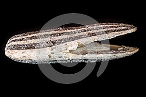 Half cracked open Sunflower Seed