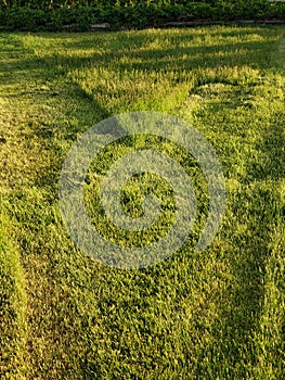 Half cut green lawn in a v shape