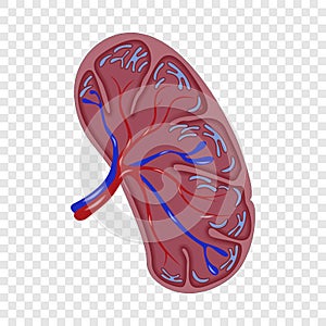 Half cut spleen icon, realistic style