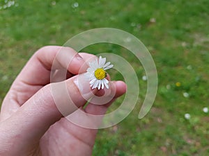 Half Daisy in hand