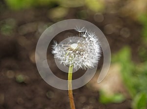 half dandelion in the garden in autumn