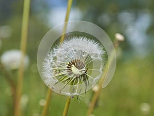 Half dandelion in the grass