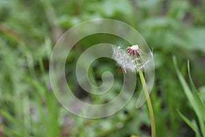 Half Dandelion Green Background Bokeh