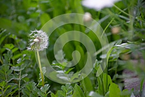 Half Dandelion Green Background Bokeh