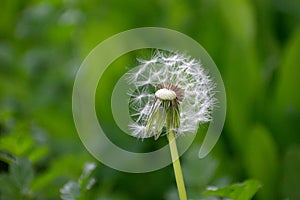 Half Dandelion Green Background Bokeh