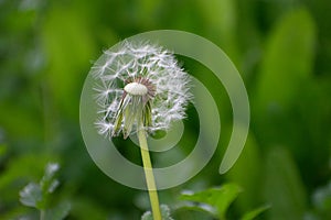 Half Dandelion Green Background Bokeh