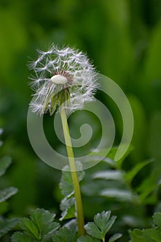 Half Dandelion Green Background Bokeh