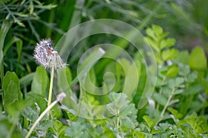 Half Dandelion Green Background Bokeh