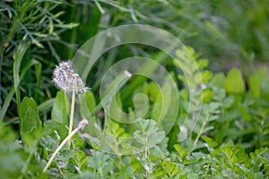 Half Dandelion Green Background Bokeh