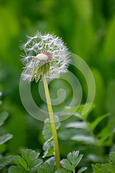 Half Dandelion Green Background Bokeh