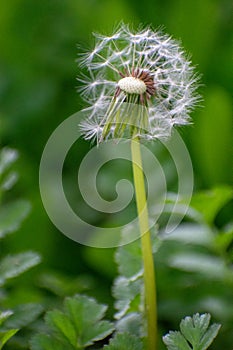 Half Dandelion Green Background Bokeh