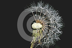 Half dandelion, make a wish