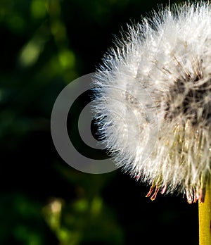 Half dandelion ready to be blown away