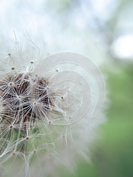 Half dandelion, white down close-up, white and fluffy