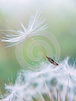 Half dandelion, white down close-up, white and fluffy