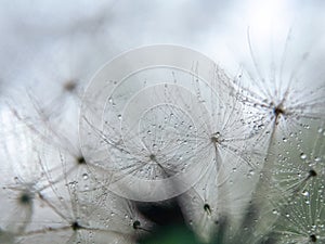 Half dandelion, white down close-up, white and fluffy