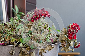 Half-Dead and shriveled plant Pelargonuim, in a plastic pot, on