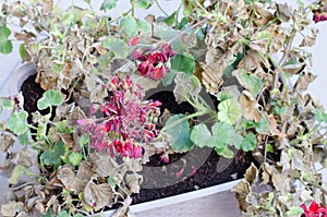 Half-Dead and shriveled plant Pelargonuim, in a plastic pot, on