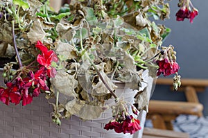 Half-Dead and shriveled plant Pelargonuim, in a plastic pot, on photo