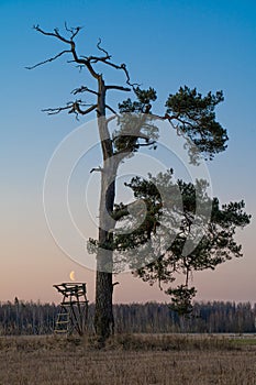 half-dead tree with moon in rural landscape