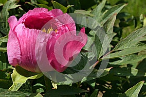 Half developed pink flower of Tree Peony cultivar