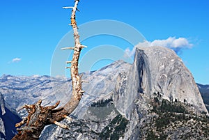 Half Dome and gnarled old tree photo