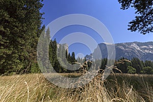 Half Dome Meadow