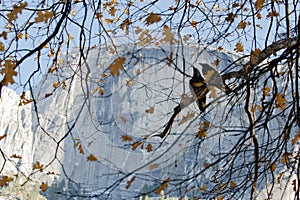 Half Dome with ravens, Yosemite National Park