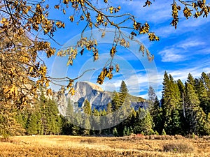 Half Dome and Wonderful Pine Trees in Yosemite National Park