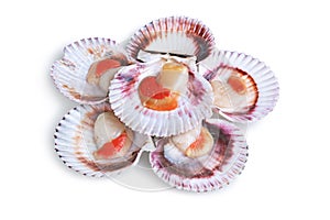 Half a dozen fresh opened scallop photo