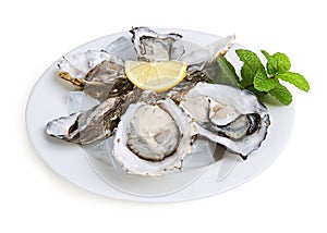 Half a dozen oysters