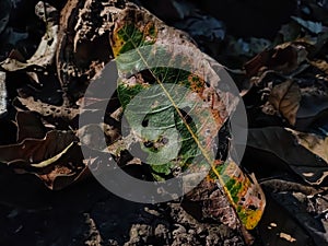 This is a half dried wild leaf close-up shot in the jangle when morning sunlight lighted this leaf photo