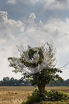 Half-Dry Tree Against vibrant Noon Sky