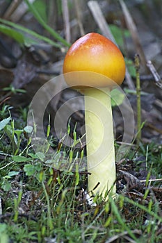 Half-dyed slender caesar mushroom.