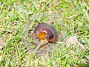 A half eaten discarded plum cherry waste on the grass floor left