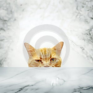 half face of cat look on marble table as present advertising pet product on display